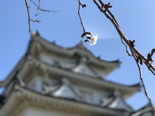 宇和島城と桜