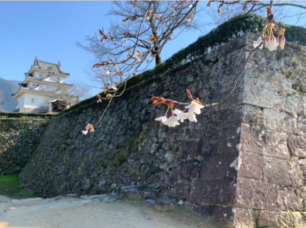 宇和島城と桜