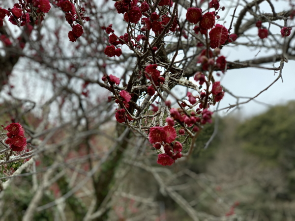 2月の梅