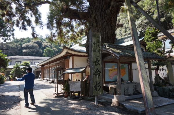 極楽寺-大師お手植えの杉